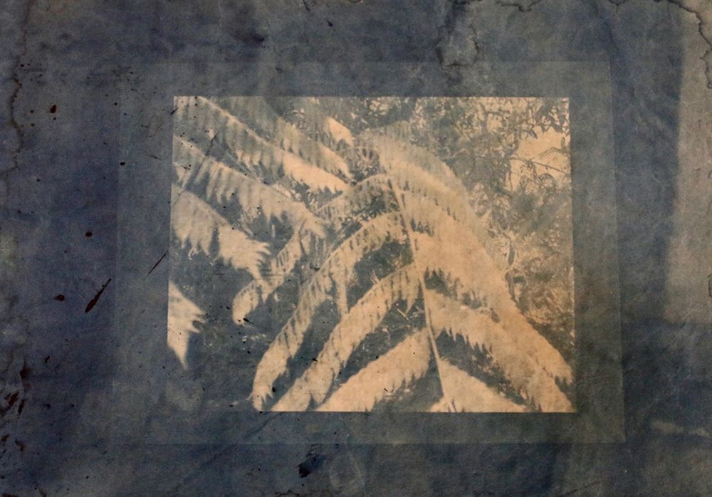 Ferns Framed